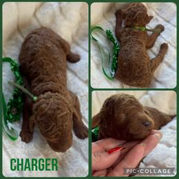 Charger - Red  male Poodle puppy in Mount Vernon, Illinois from AMC Poodles