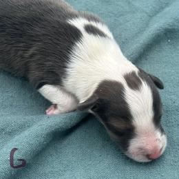 Girl 1 - Sable and white female Shetland Sheepdog puppy in Pensacola, Florida from Nancy Barger's Siberian Huskies