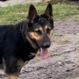 Schimmer - German Shepherd