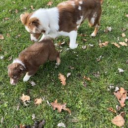 Australian Shepherd Puppies from Discovery Hill Australian Shepherds