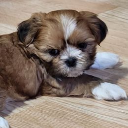 Rudy - Sable and white male Shih Tzu puppy in Wolcottville, Indiana from Ducky's Doodles