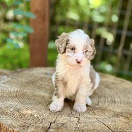 Goldendoodle puppies from Penny Lane’s Doodles