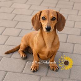 River - Dachshund