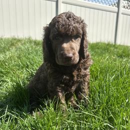 Sprout (Green Collar) - Brown male Poodle puppy in Monroeville, Pennsylvania from K & A Standard Poodles