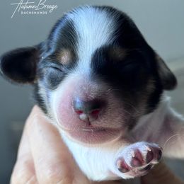 Blk cream pie - Piebald female Dachshund puppy in Clever, Missouri from Autumn Breeze Dachshunds