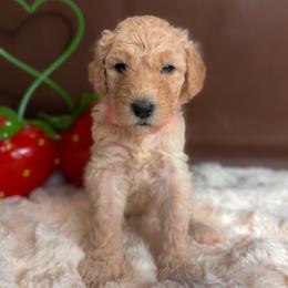 Lily - Cream female Poodle puppy in Midwest City, Oklahoma from Strawberry Hill Puppy Patch