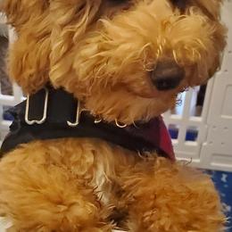 Poodle puppies from Diane Hawkins