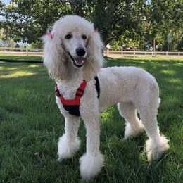 Lucy - Poodle