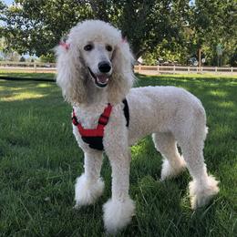 Lucy - Poodle
