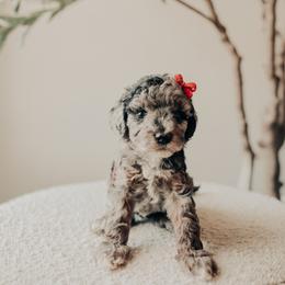 Hot Pink - Merle female Cavapoo puppy in Mckinney, Texas from Doodles of North Tx