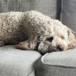 Charlee - Goldendoodle