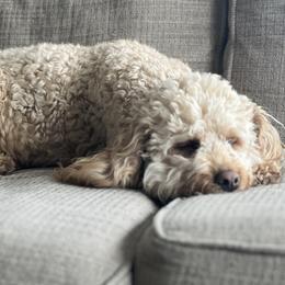 Charlee - Goldendoodle