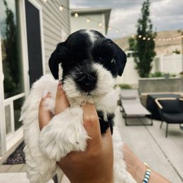 Miniature Schnauzer Puppies from Mountain Point Schnauzers