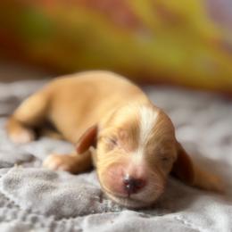 Buzzy - Cream male Dachshund puppy in Pflugerville, Texas from Dream A Dream Dachshunds