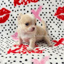 Ducky - Cream and white female Chihuahua puppy in Anderson, South Carolina from Lil Treasures Chihuahuas