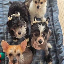 Chinese Crested and Scottish Deerhound Puppies from ConeraIsles Kennel