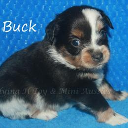 Buck - Blue merle male Miniature American Shepherd puppy in Godley, Texas from Flying H Toy and Mini Aussies