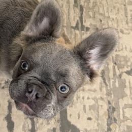 French Bulldogs from Michael Shepherd