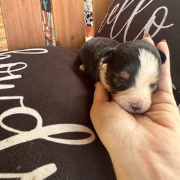 Black tri male - Black tri male Toy Australian Shepherd puppy in Brashear, Texas from Double R farms