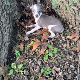 Robby - White and blue male Italian Greyhound puppy in Wilkes Barre, Pennsylvania from Laraz Pupz