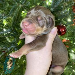 Harry - Chocolate male Great Dane puppy in Spartanburg, South Carolina from Pawlmetto Danes