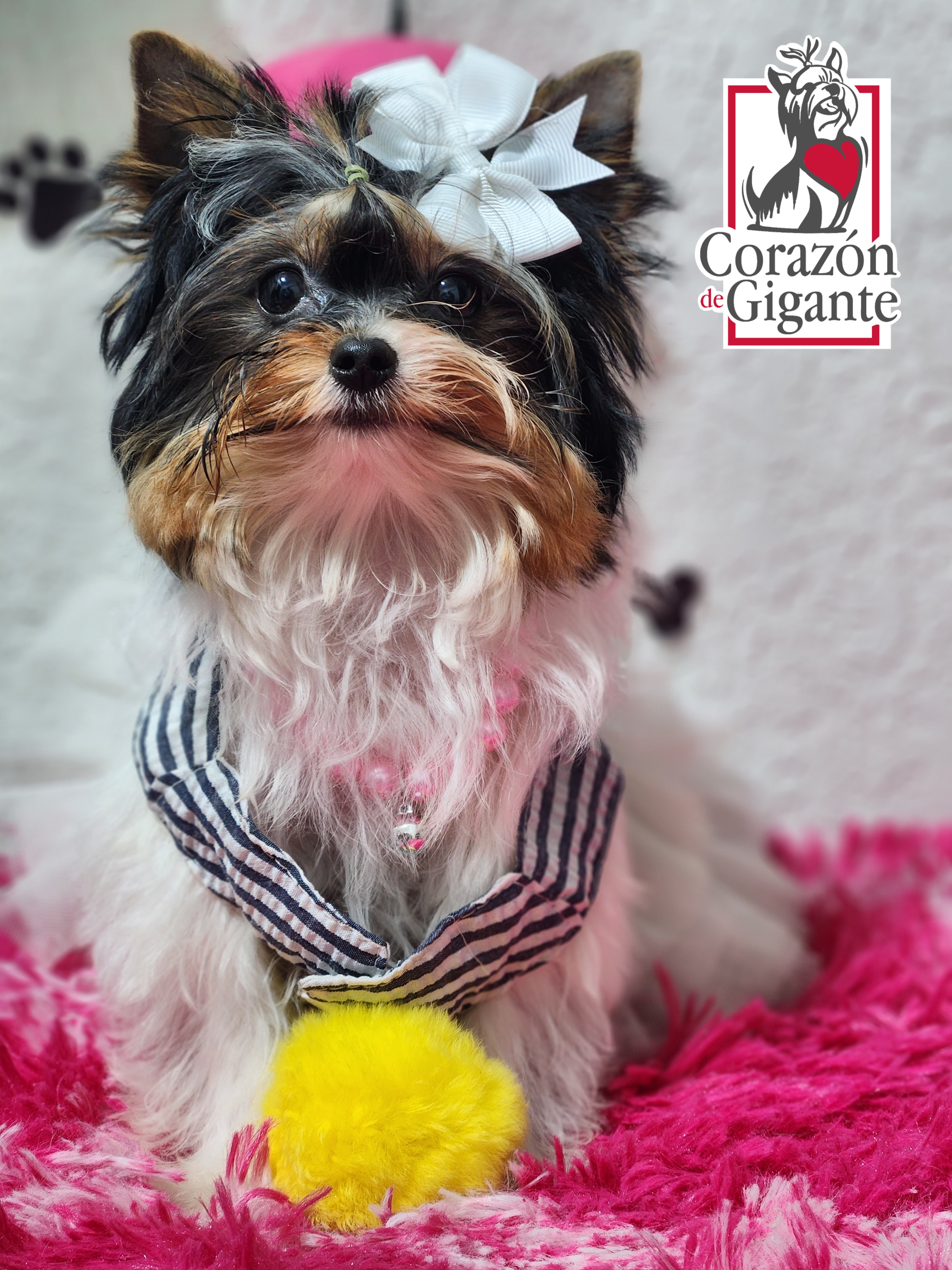 Biewer Terrier and Yorkshire Terrier Puppies from Corazón de gigante