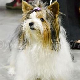 Biewer Terrier All Grown Up from Miabella Biewer