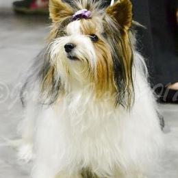 Biewer Terrier All Grown Up from Miabella Biewer