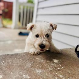 Scottish Terrier Puppies from Rainier Scotties