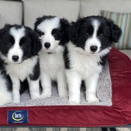 Border Collie Puppies from Embrace Border Collies