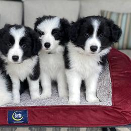 Border Collie Puppies from Embrace Border Collies