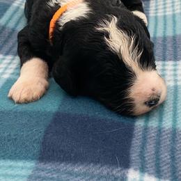 Oreo - Black and white female Bernedoodle puppy in Claremont, North Carolina from Magnolia Grove Farms