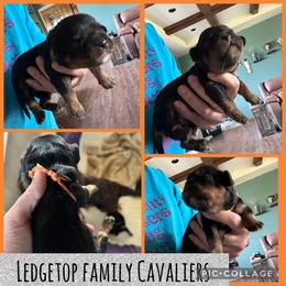 Orange - Black and tan male Cavalier King Charles Spaniel puppy in Greenleaf, Wisconsin from Ledgetop Family Cavaliers