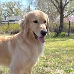 Isla - Golden Retriever