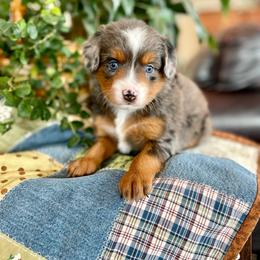 Singer - Blue merle female Assorted Doodle Crosses puppy in Randolph, Utah from Dry Canyon Pups