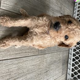 Goldendoodle Puppies from The Miller's Goldendoodles