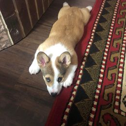 Pembroke Welsh Corgi Puppies from Loves Classic Corgis