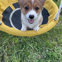 Pembroke Welsh Corgi Puppies from Trowbridge Corgis