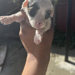 Zetian - Parti female Poodle puppy in Berkeley, California from Poodle Parade