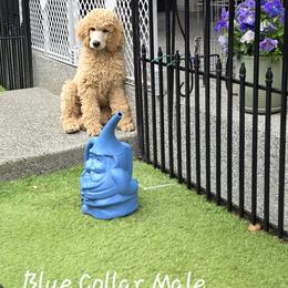 Dark Blue - Apricot male Poodle puppy in Orting, Washington from Coplar Creek Standard Poodles