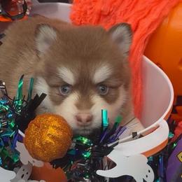 Sophie - Chocolate female Pomsky puppy in Spring Hill, Florida from PDQ Pomskies