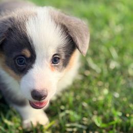Mary - Blue female Pembroke Welsh Corgi puppy in Ashland, Ohio from SS Australian Shepherds