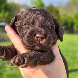 Hershey ( Choco Phantom) - Brown and tan male Cockapoo puppy in Dayton, Ohio from BATDOGSNDOODLES