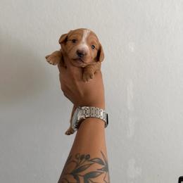 Strawberry - Cream female Dachshund puppy in Lakeland Village, California from CA__Dachshunds