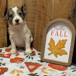 Cassie - Blue merle female Aussiedoodle puppy in Lavonia, Georgia from H & A Kennels