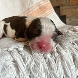 Dallas - Liver white and tan male English Springer Spaniel puppy in Wilmer, Alabama from South Delta Springers
