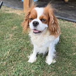 Cavalier King Charles Spaniel Puppies from Reynolds Farms Cavaliers