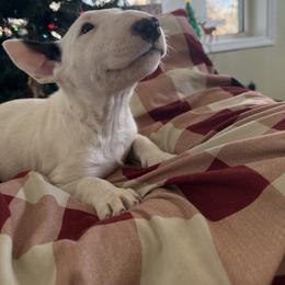 Patch girl - White and brindle female Bull Terrier puppy in Withee, Wisconsin from Castlerea Kennel