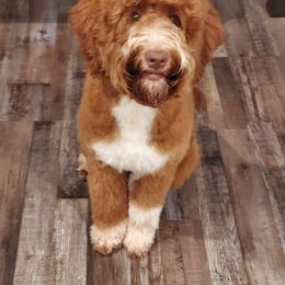 Bernedoodle, Goldendoodle, and Poodle Puppies from Southern Enchanted Doodles