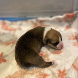 Tator - Red male Pembroke Welsh Corgi puppy in Snellville, Georgia from Laur's Classic Corgis